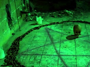 House of madness Halloween trailer with bound submissive slut fantasy 😈🎃