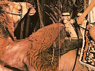 classic vintage scene shows hairy pussy getting pounded doggystyle in retro style