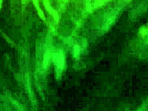 i can't get enough of kingdinglong's massive bbc as this mature white cougar gives an epic gumjob