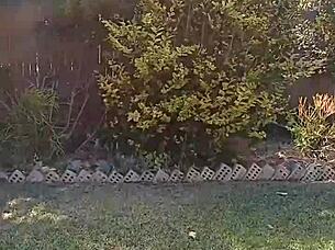 hey everyone, check out my secret garden spot where i relax outdoors with close-up views of nature and spreading flowers! 🌸🌿