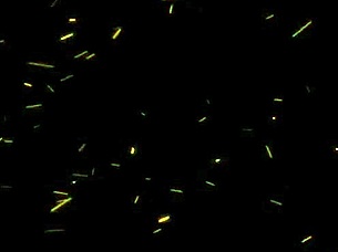 Quarantined With Horny Cougar Makayla Cox Teasing And Riding In Bedroom Taboo Fantasy