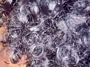 Hot Desi Indian Woman's Beautiful Daily Life