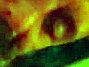 another shemale sucked by jayexposed