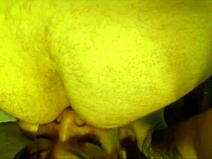 hey, my latina girlfriend gives intense rimjob and ass licking in close up amateur action with friends