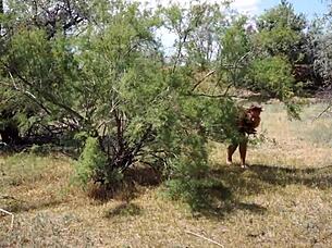 Shy Aboriginal In Outdoor Dance