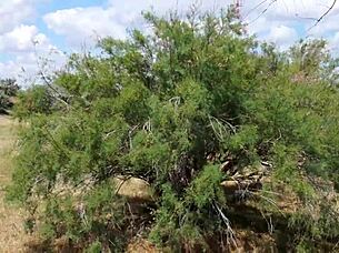 Shy Aboriginal In Outdoor Dance