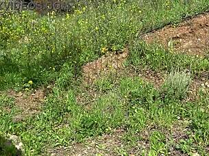 american tourist in saudi arabia gets shocked when sextoy dealer offers second hand dildo to gape her big pussy 😲