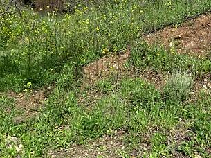 american tourist in saudi arabia gets shocked when sextoy dealer offers second hand dildo to gape her big pussy 😲