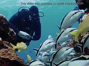 super shark features a brunette in a sexy bikini on the boat