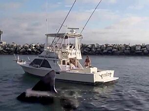 super shark features a brunette in a sexy bikini on the boat