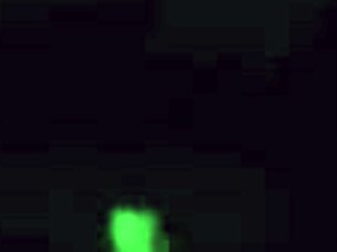 Jake, what's this breeding blast all about?