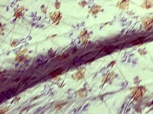 amateur latina with juicy ass craves intense fucking and always begs for more cum