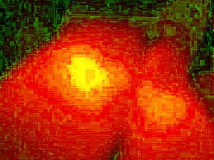 Beautiful big ass makes loud moans while getting fucked doggystyle by a huge cock.