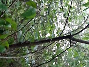 We sneak off to the woods for secret lesbian pussy licking