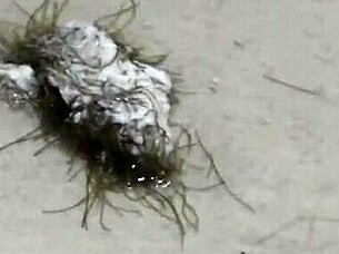 bbw shaves hairy pussy in shower