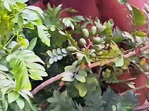 Evangelical Neighbor Grabs Fresh Fruits!