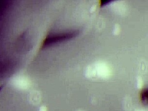 BOLD COSTUME SEX FRENZY