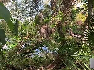 Fucking Athletic Blonde Hard in Florida Swamp Outdoors
