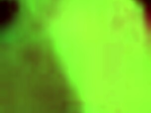 three naughty bunnies lick wet pussies