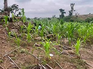 Farm Fuck Fest With Curvy BBW Ass Worship Screams
