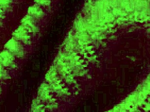 horny italian milf artemisia bounces natural big tits solo!