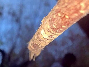 Wanna fuck this witch doggystyle in forest?