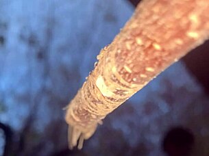 Wanna fuck this witch doggystyle in forest?