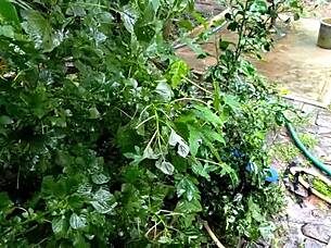 damn! village babe caught railed hard by farmhand