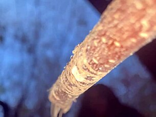 Wanna fuck this witch doggystyle in forest?