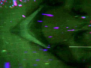 oh yeah pawg wife ivy mayhem begs for sloppy deepthroat doggystyle destruction