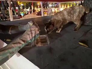 Crazy Thai Cat Lady Feeds Strays in Thailand