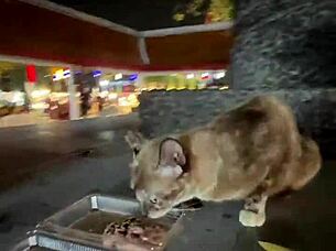 Crazy Thai Cat Lady Feeds Strays in Thailand