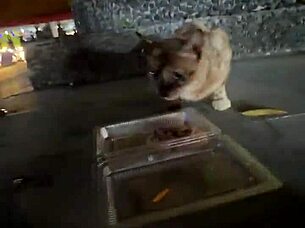 Crazy Thai Cat Lady Feeds Strays in Thailand