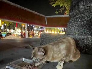 Crazy Thai Cat Lady Feeds Strays in Thailand