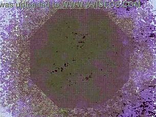 couple flashes wild hotel sex spied unaware