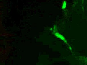 wanna see me slurp this oiled black banana cock?