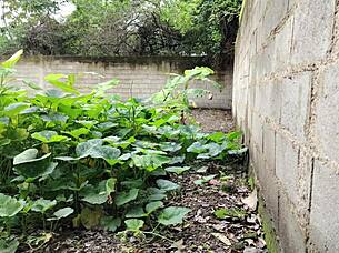 Vecina mexicana nearly caught outdoor doggy creampie!