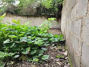 Vecina mexicana nearly caught outdoor doggy creampie!