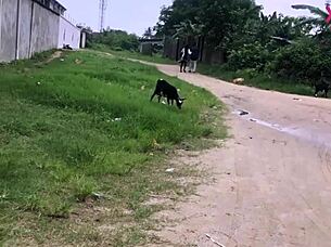 hey schoolgirl, skip class and let this ghana street boy stretch your wet pussy with black cock in 4k