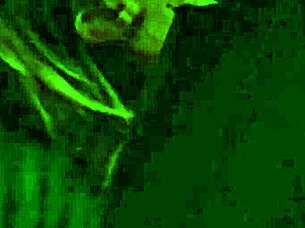 brazilian milf amateur hooks fisherman in steamy hookup