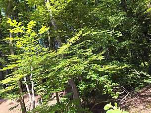 Extreme outdoor sex in german forest