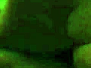 amateur blowjob leads to cumshot in homemade setting