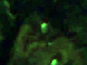 pussy play with toys and vibrator