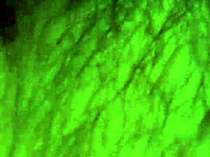 The wife eagerly sucks her husband's cock in this amateur scene