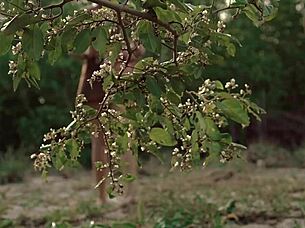 i'm rosita, adventurously masturbating in the wild outdoors.