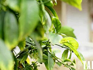 Vanna Bardot's Long Kiss Goodbye.