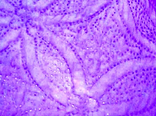 tattooed guy with pamela pantera in action 3