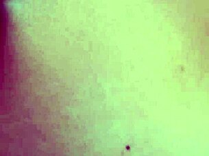 petite black girl gives blowjob to big cock