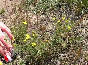 Outdoor flashing pussy and suck