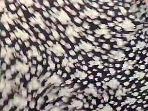 teen girl dances to reaggaeton mix on webcam, showing off her moves and having fun with friends